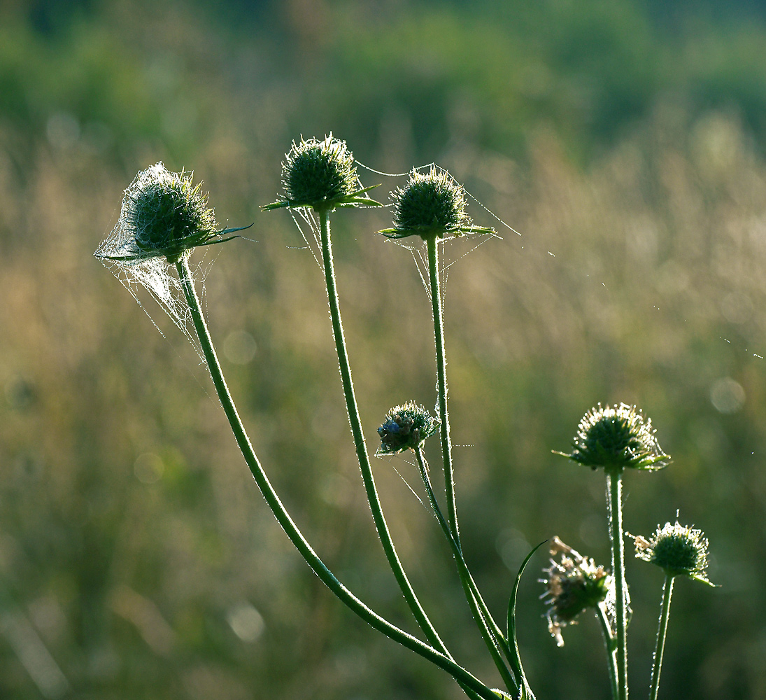 Изображение особи Knautia arvensis.