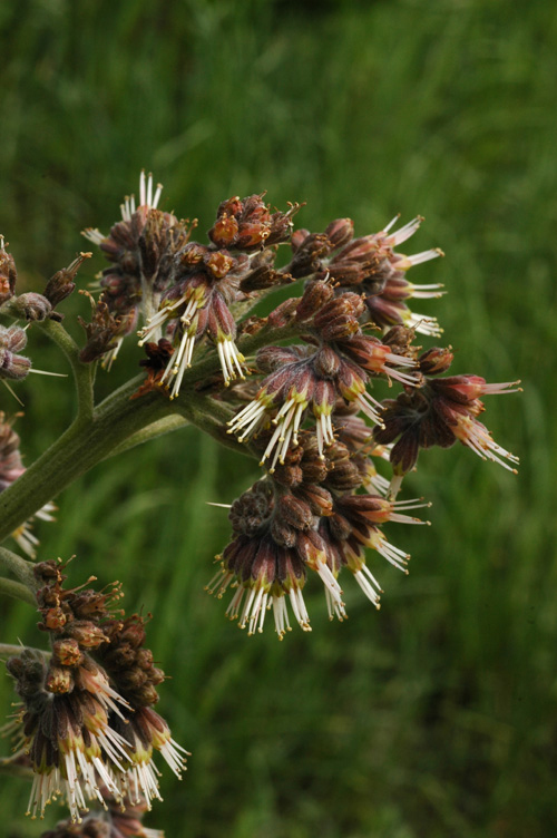 Изображение особи Solenanthus circinnatus.