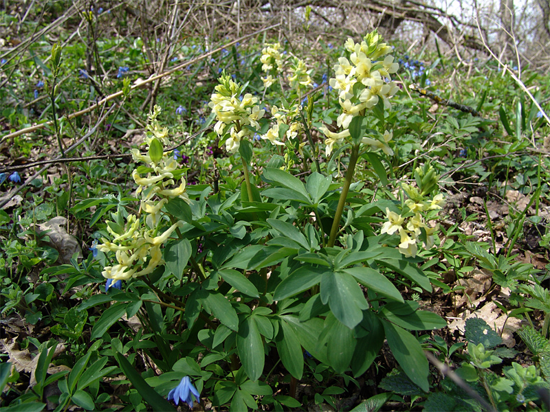 Изображение особи Corydalis marschalliana.