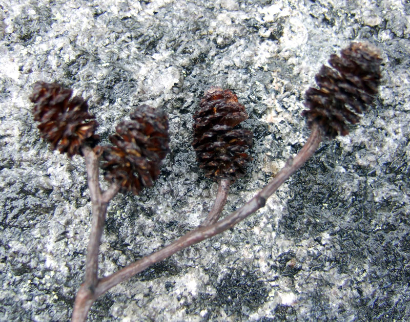 Image of Alnus kolaensis specimen.