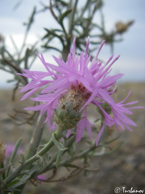 Изображение особи Centaurea &times; comperiana.