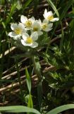 Anemonastrum crinitum