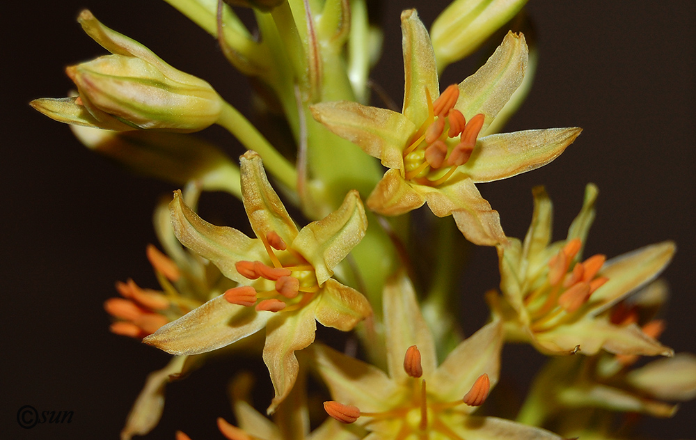 Image of Eremurus spectabilis specimen.