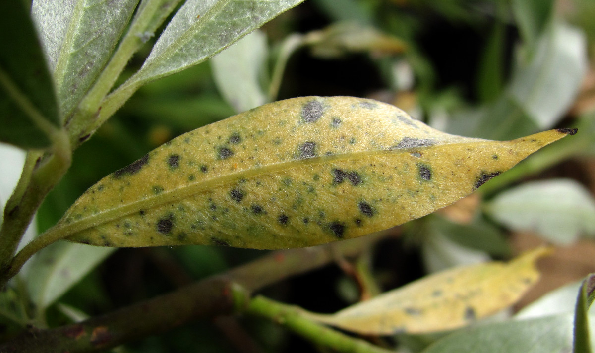 Image of Salix gmelinii specimen.