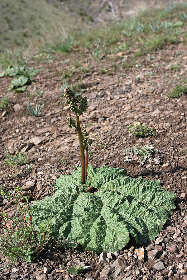 Image of Rheum maximowiczii specimen.