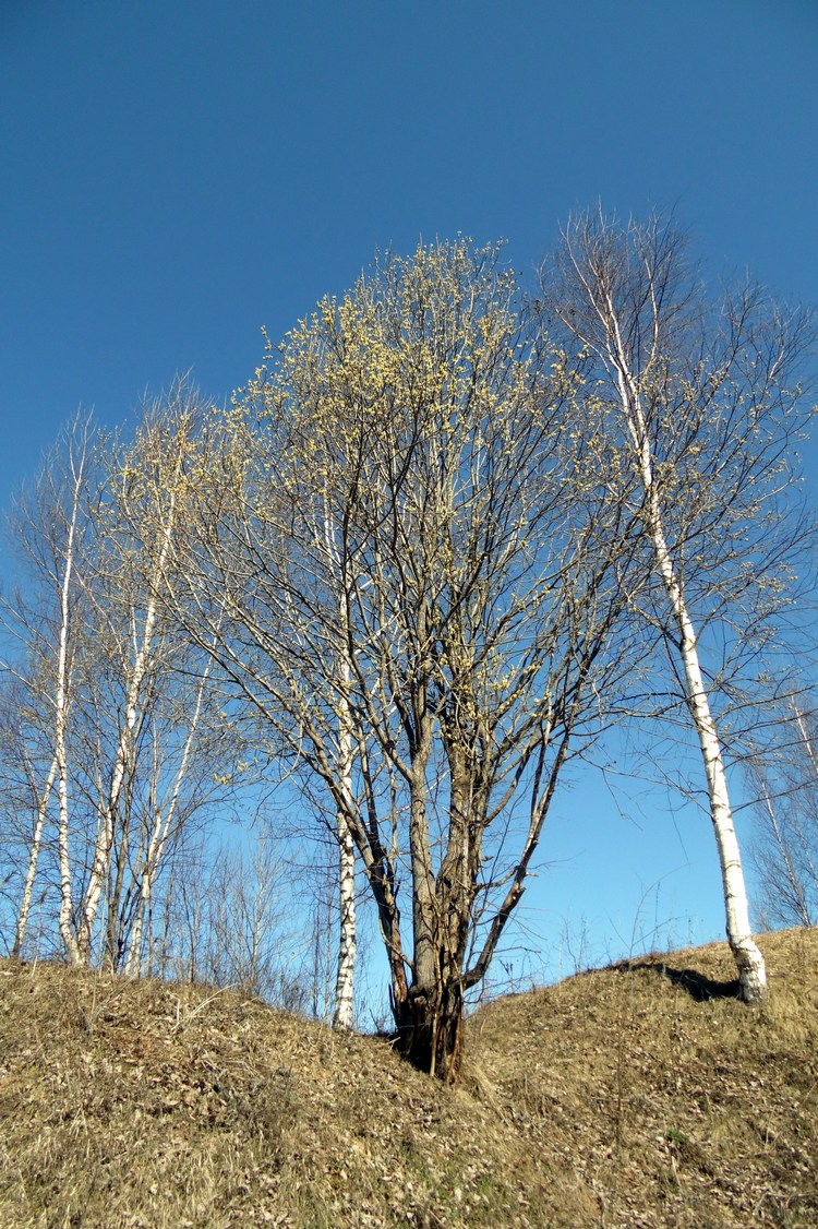 Image of Salix caprea specimen.