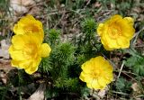 Adonis vernalis