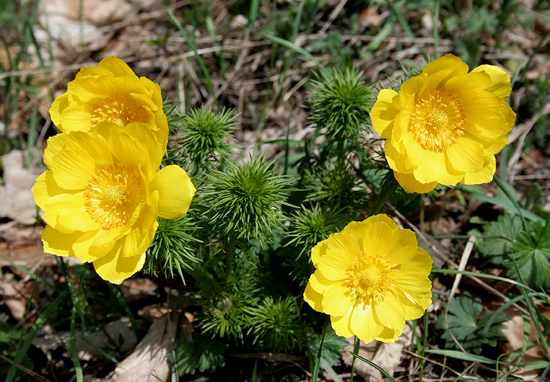 Изображение особи Adonis vernalis.