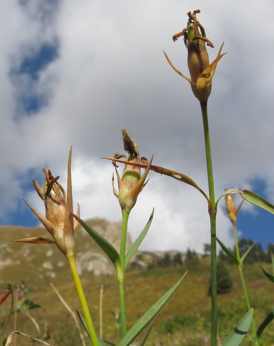 Image of Dianthus oschtenicus specimen.