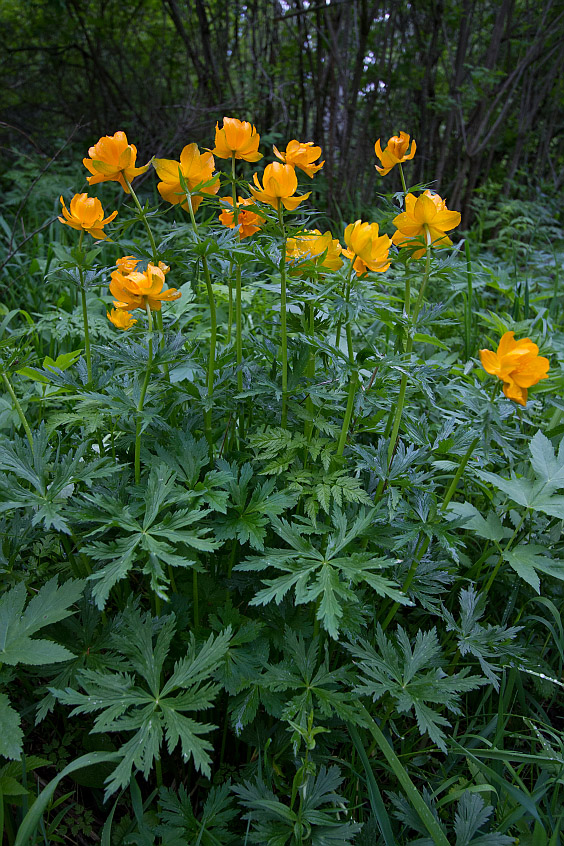 Image of Trollius altaicus specimen.