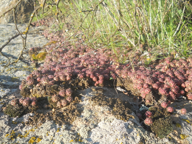 Image of Sempervivum ruthenicum specimen.