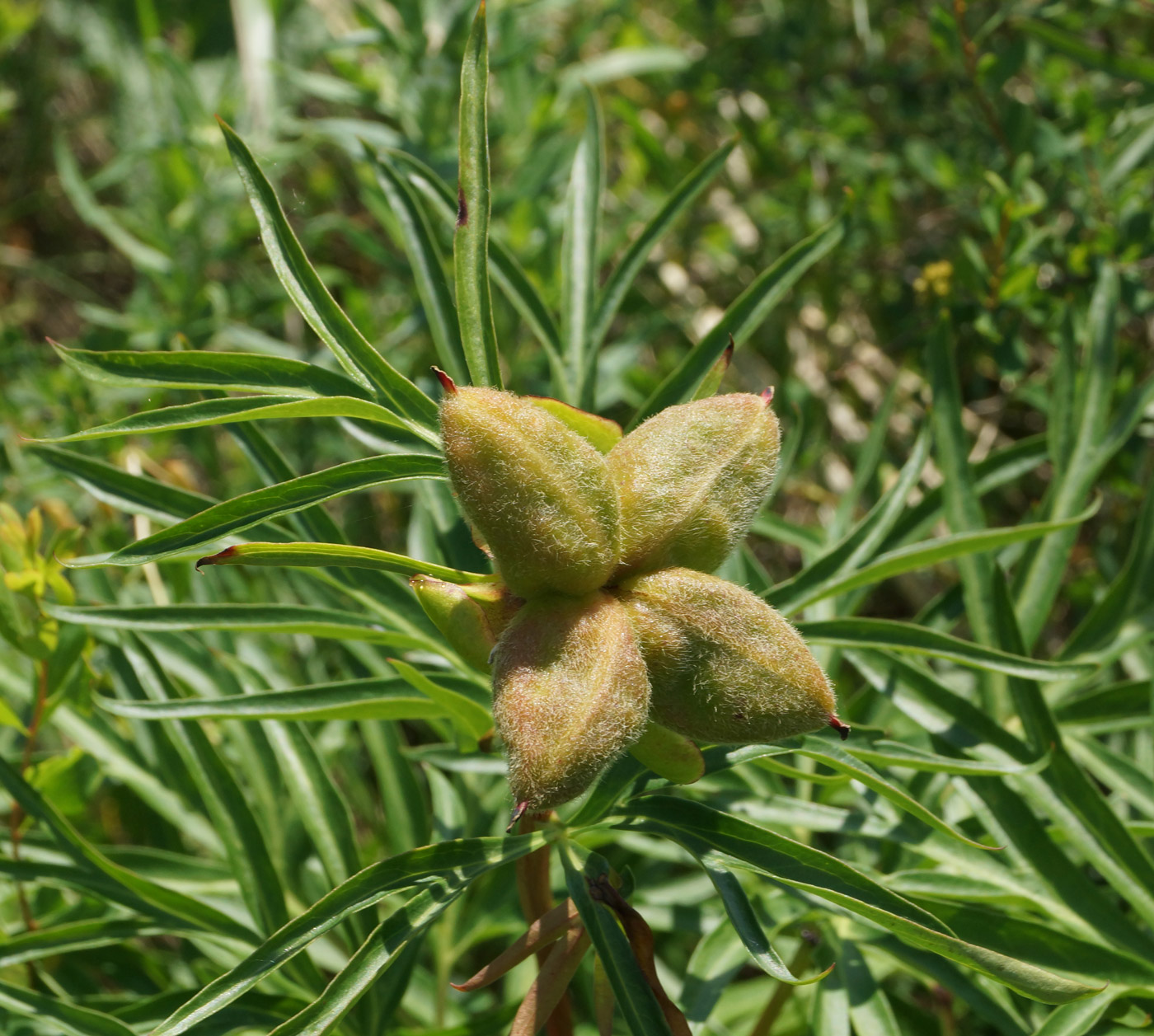 Image of Paeonia hybrida specimen.