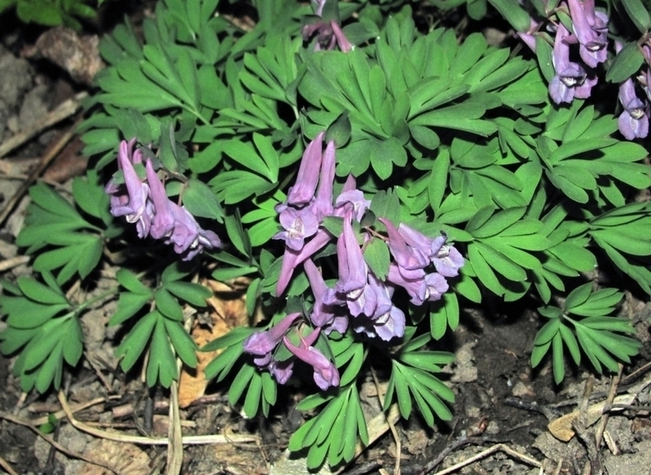 Image of Corydalis solida specimen.