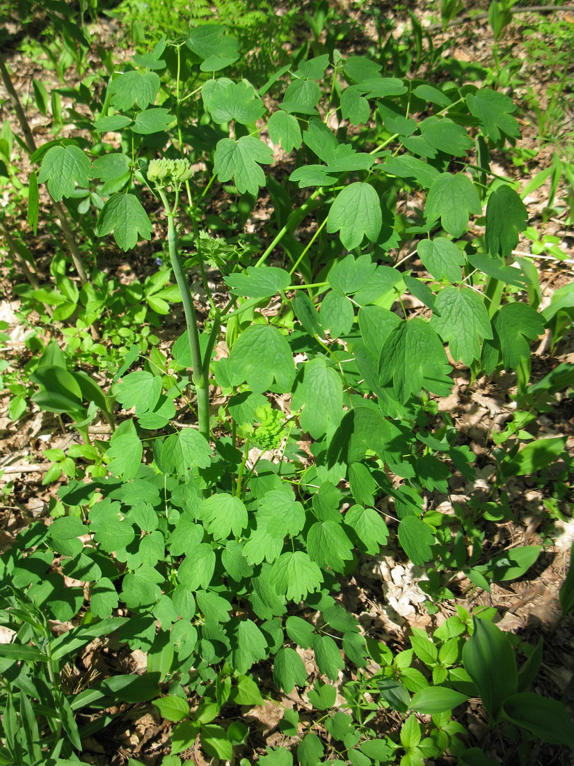 Image of Thalictrum aquilegiifolium specimen.