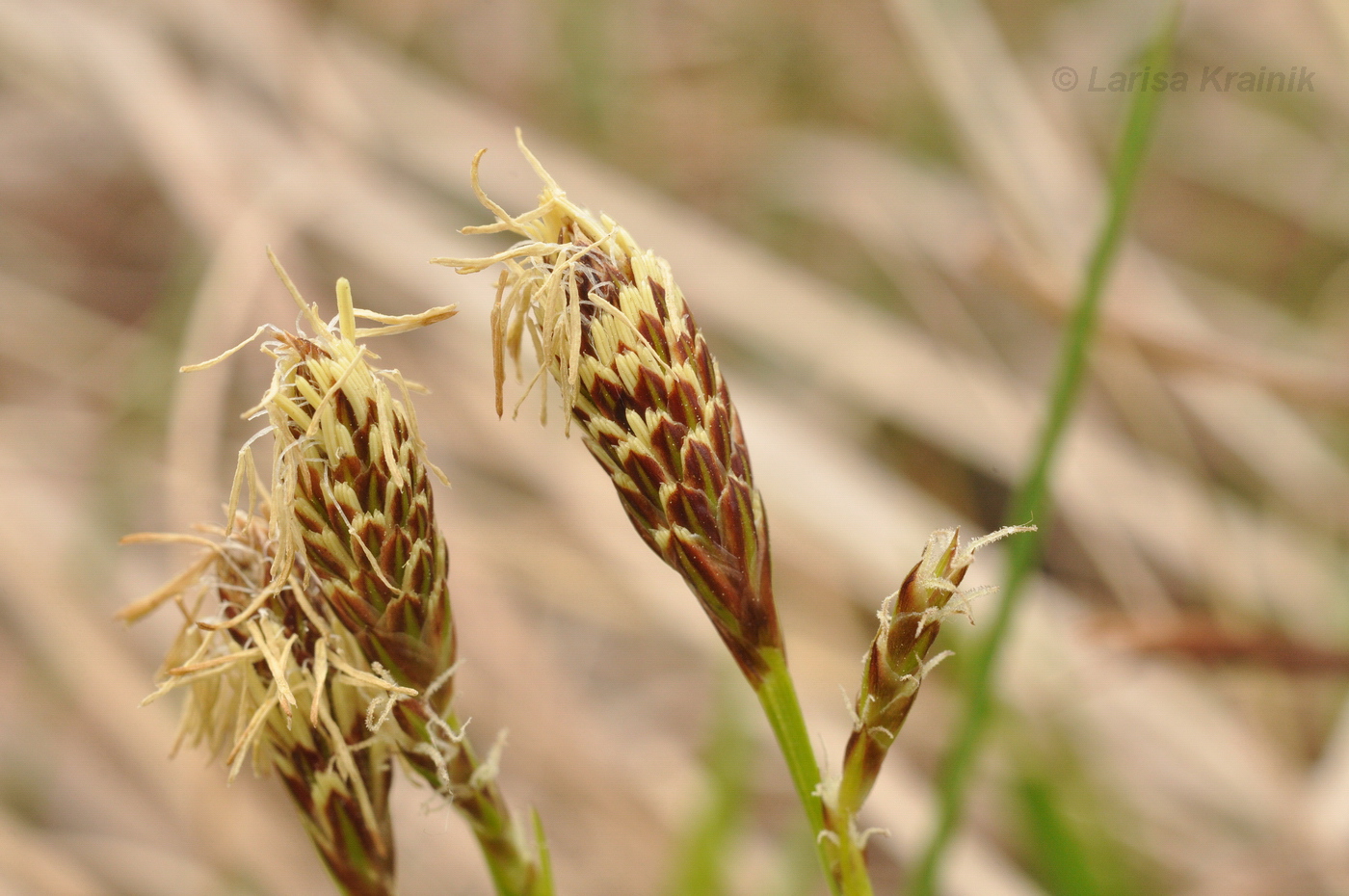 Изображение особи род Carex.