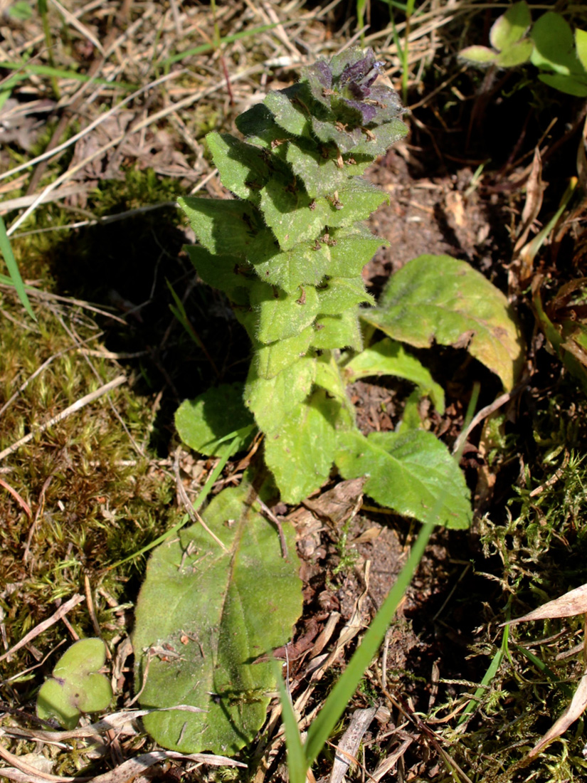 Image of Ajuga pyramidalis specimen.