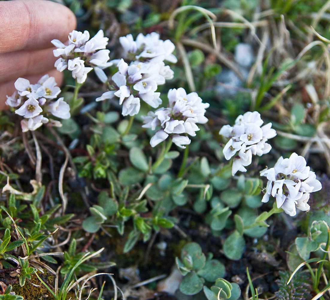 Image of Noccaea pumila specimen.