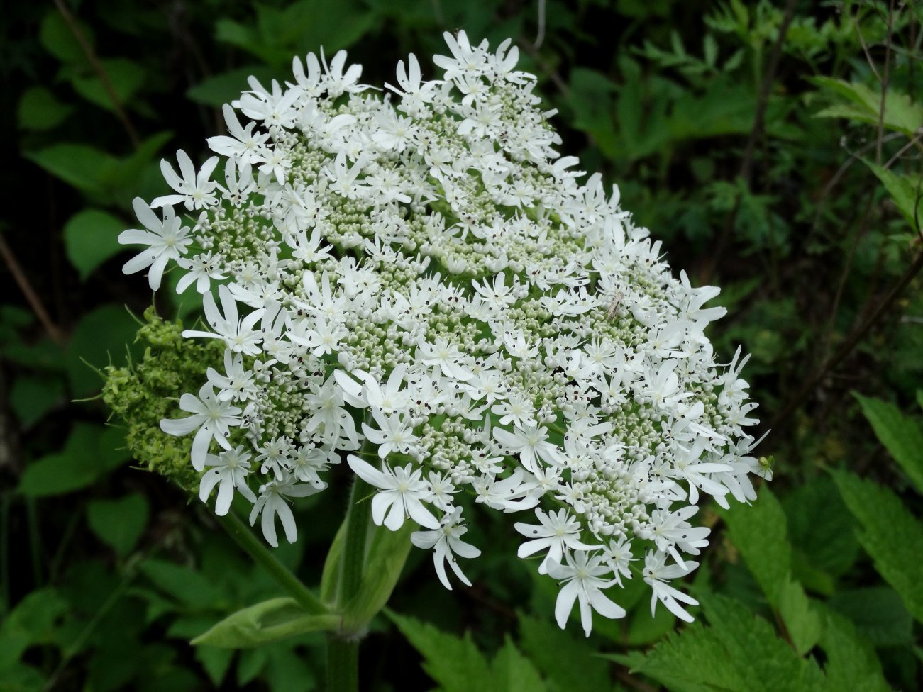 Image of Heracleum moellendorffii specimen.