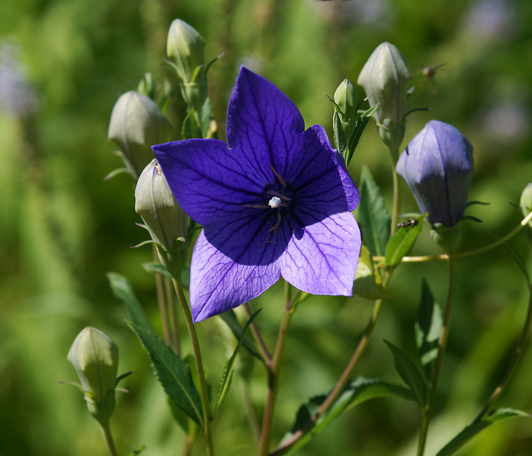 Изображение особи Platycodon grandiflorus.