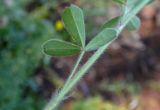 Trifolium arvense. Часть побега (вид на нижнюю сторону листа). Республика Адыгея, Майкопский р-н, ок. 3 км к северу от пос. Гузерипль, восточный склон горы Казачья, выс. ок. 1200 м н.у.м., у тропы между смешанным лесом и обрывом. 23.07.2016.