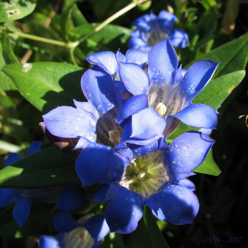 Image of Gentiana scabra specimen.