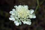 Scabiosa ochroleuca. Соцветие. Республика Адыгея, г. Майкоп, южная окраина города, луг у обрыва к левому берегу реки Белая. 07.08.2016.