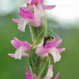 Spiranthes australis. Часть соцветия с сидящим пауком. Приморский край, Уссурийский гор. округ, окр. с. Монакино, разнотравный луг на небольшой сопке. 15.08.2016.