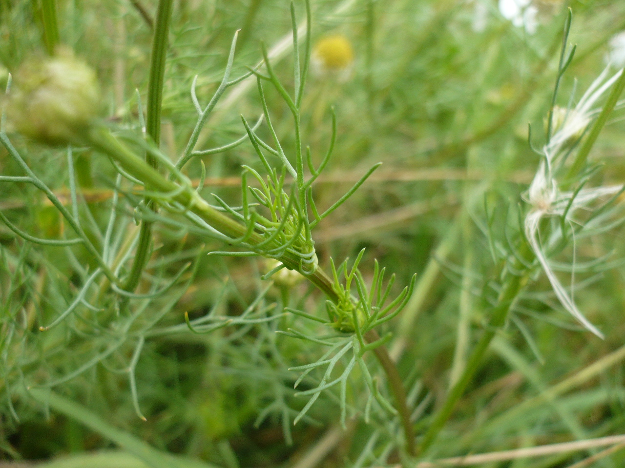 Image of Tripleurospermum inodorum specimen.