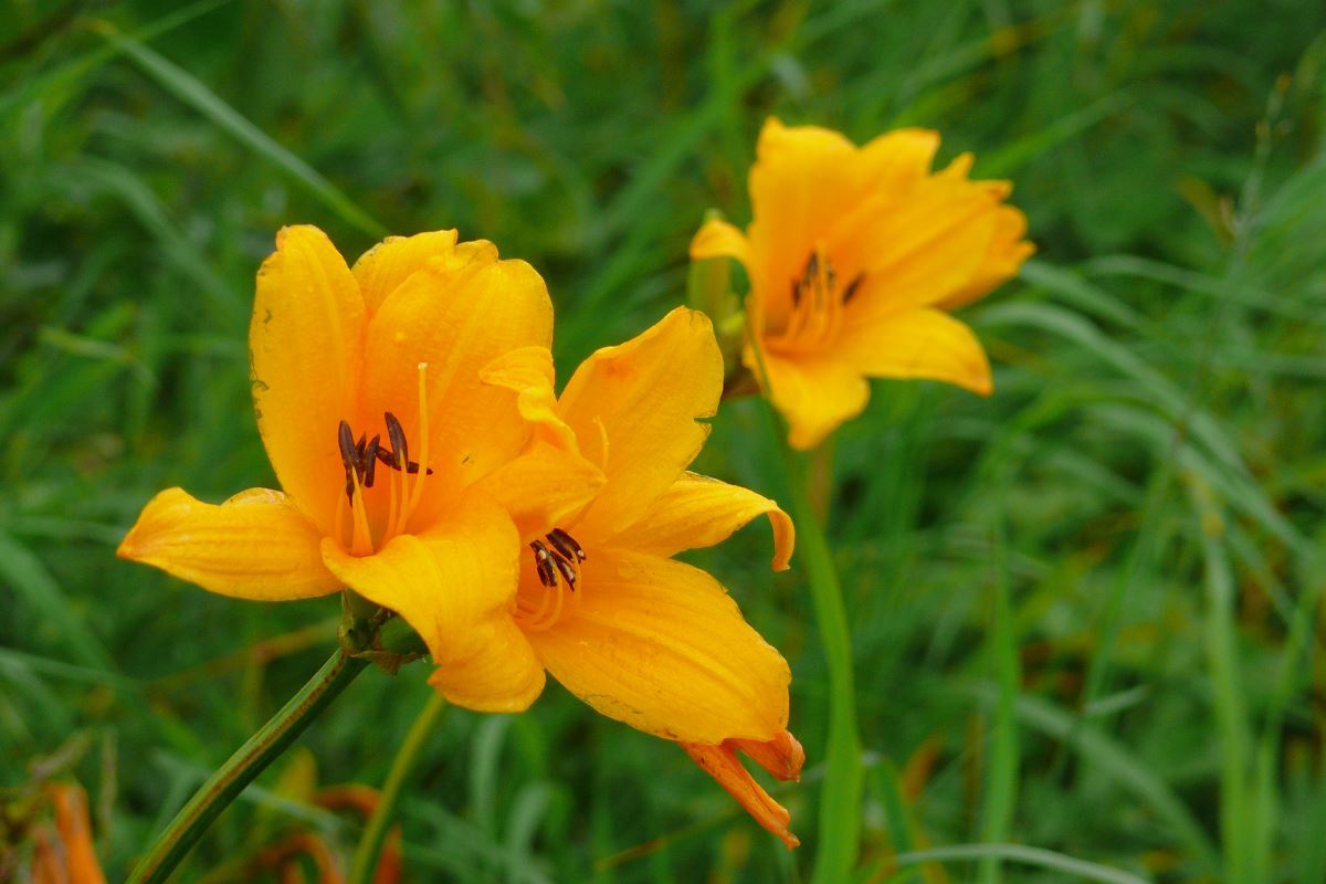 Изображение особи род Hemerocallis.