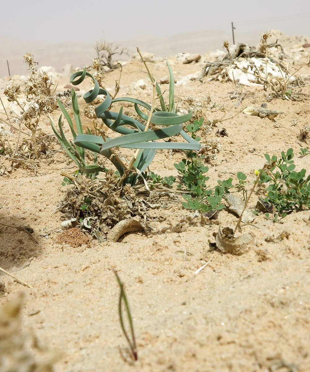 Image of Pancratium sickenbergeri specimen.