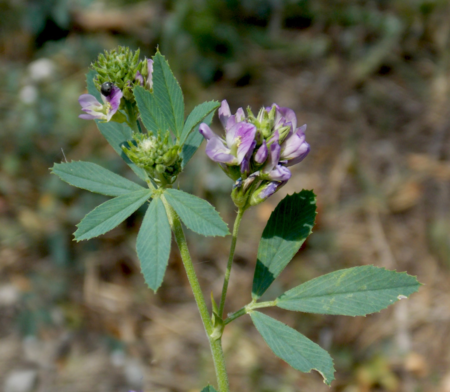 Image of Medicago &times; varia specimen.