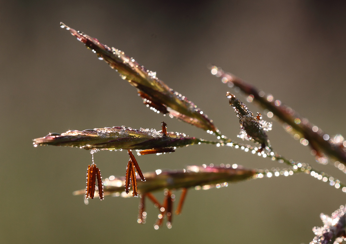 Изображение особи Bromopsis inermis.