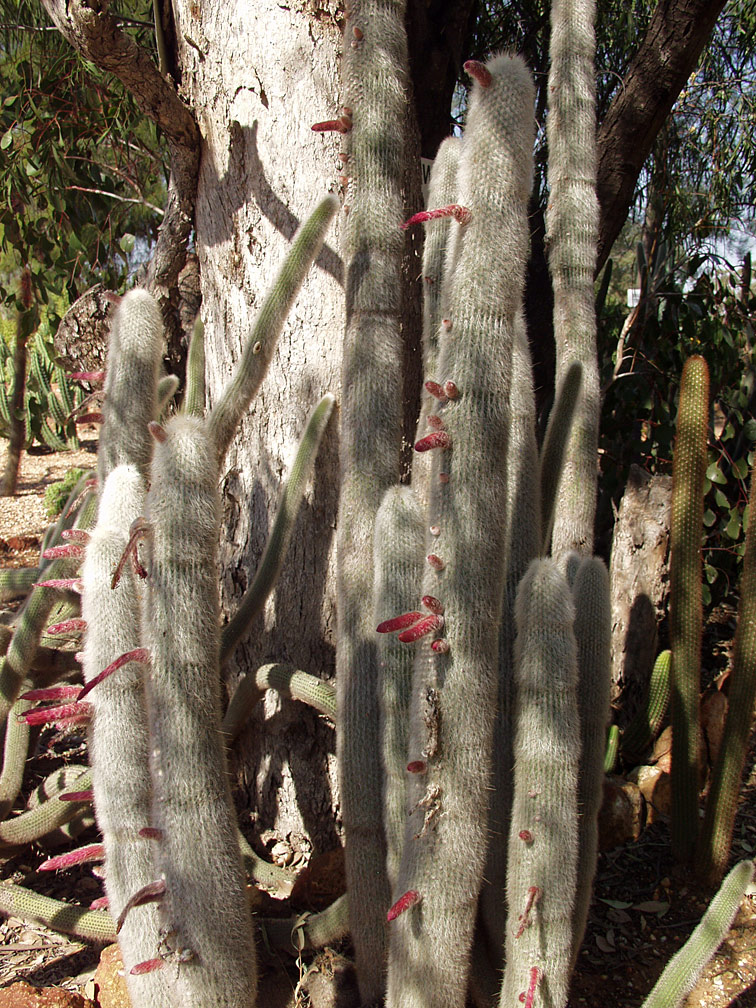 Image of Cleistocactus straussii specimen.