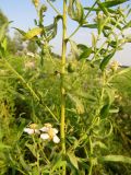 Achillea salicifolia