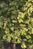 Acer platanoides. Ветви с деформированными листьями. Саратов, Лысая гора. 13.09.2014.