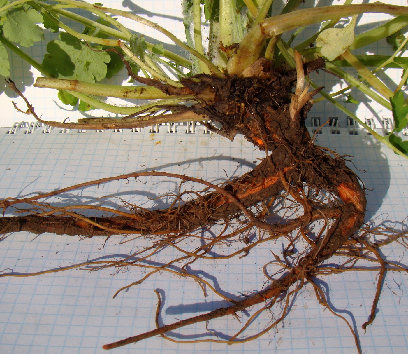 Image of Chelidonium majus specimen.