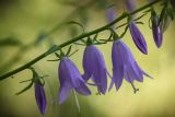 Campanula rapunculoides