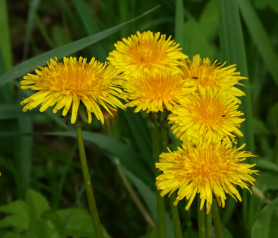 Image of Taraxacum officinale specimen.