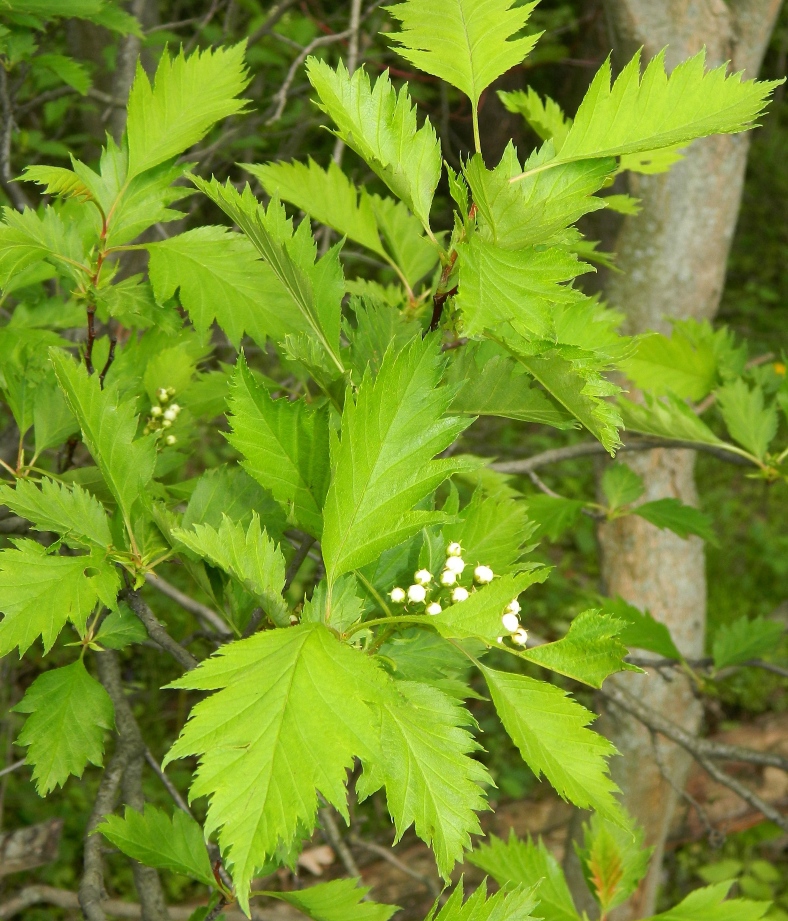 Изображение особи род Crataegus.