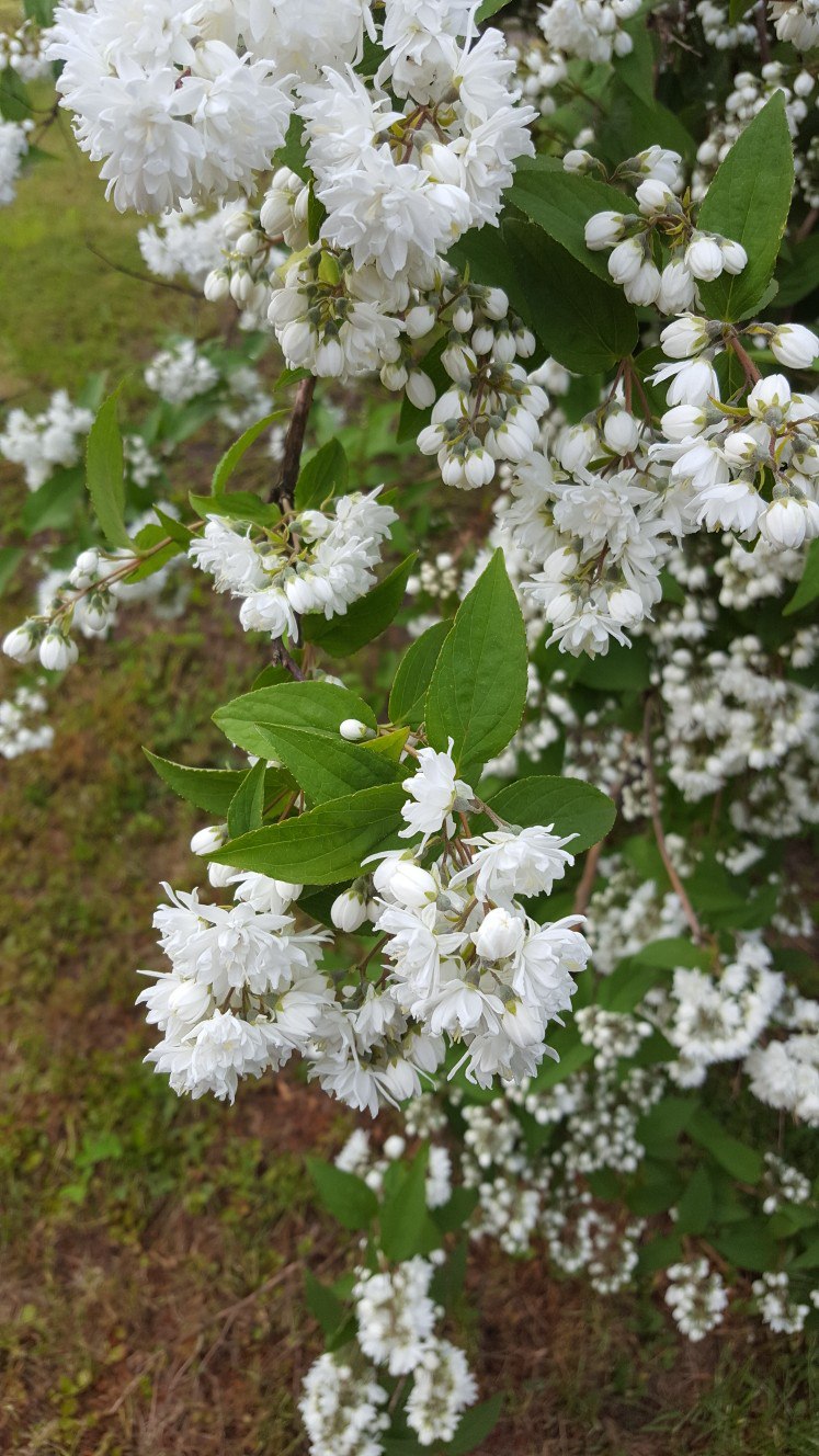 Image of genus Deutzia specimen.