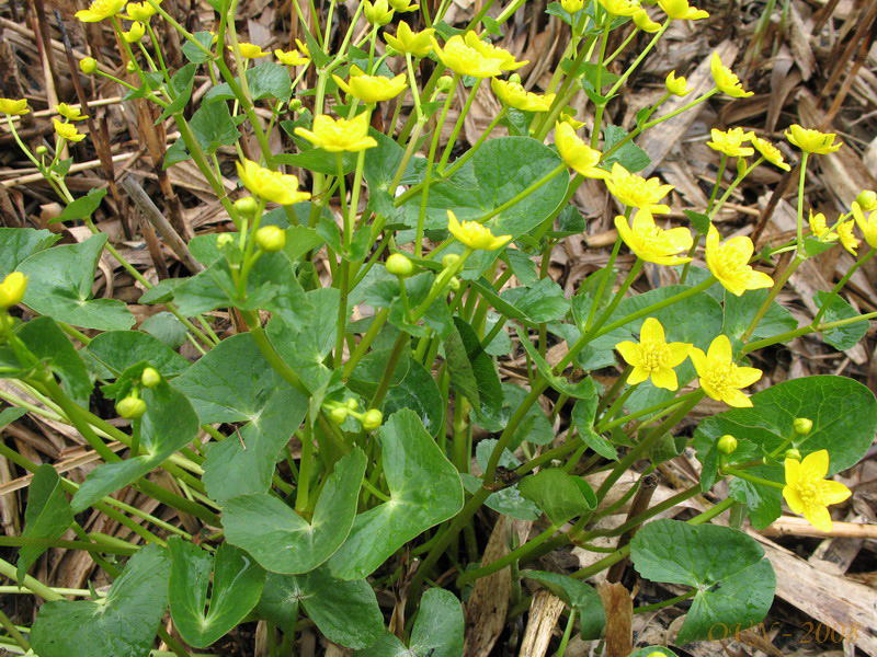 Image of Caltha sibirica specimen.