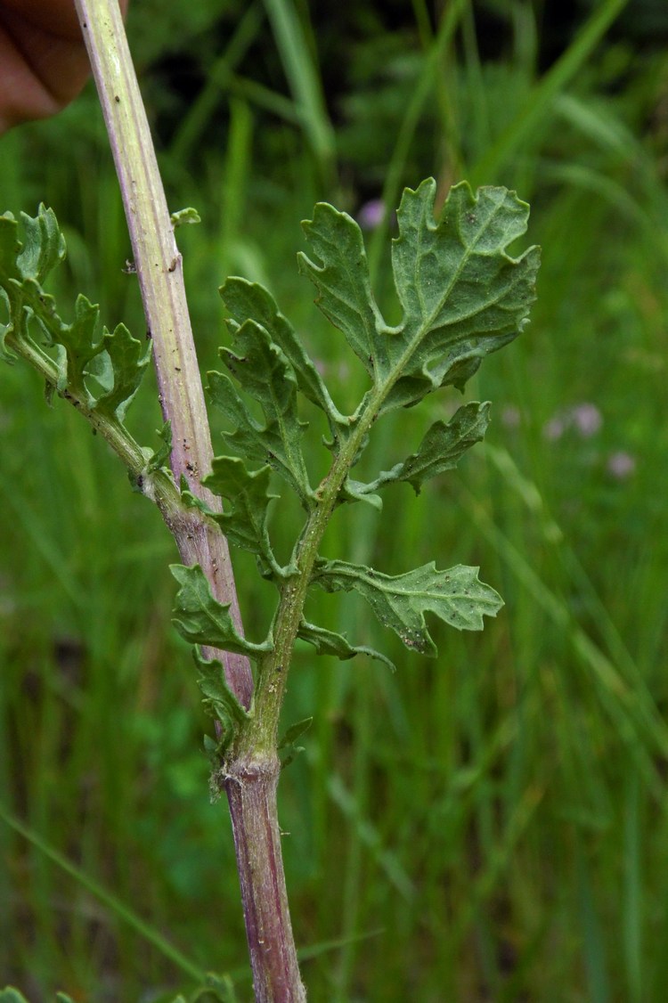 Image of Senecio jacobaea specimen.