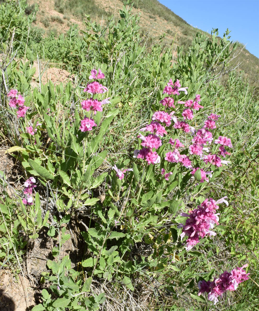 Изображение особи Salvia bucharica.