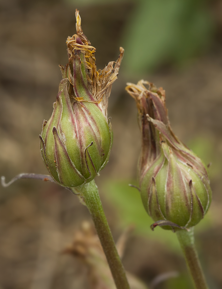 Изображение особи Scorzonera radiata.