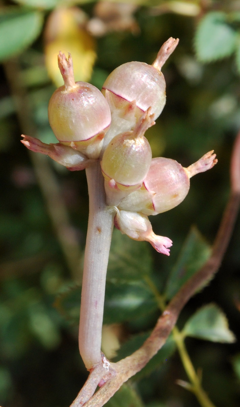 Изображение особи Cuscuta lehmanniana.