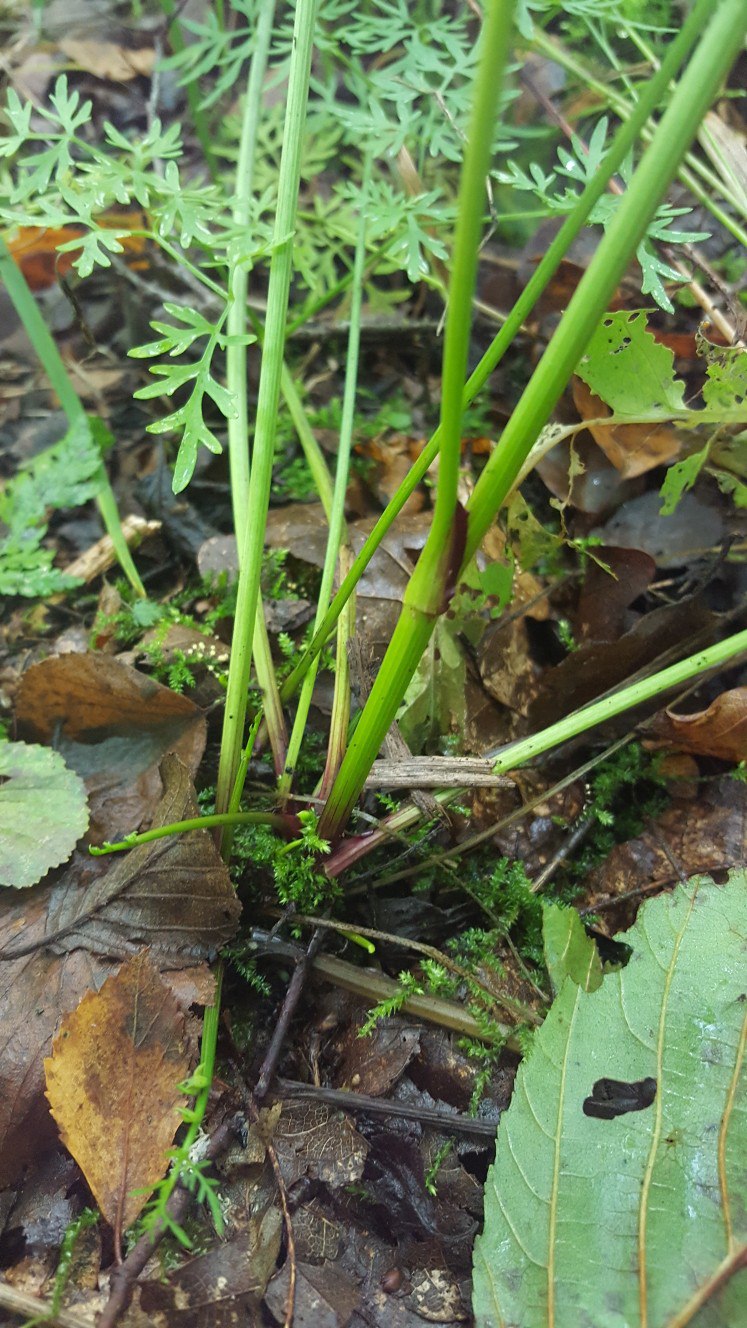 Изображение особи Thyselium palustre.