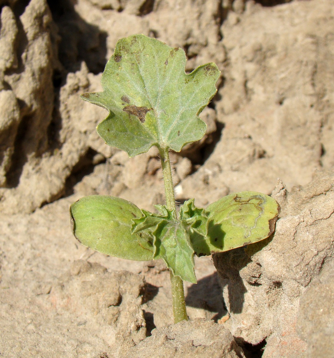 Image of familia Cucurbitaceae specimen.