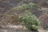 Salsola dendroides. Верхушка плодоносящего растения, пострадавшего от пала травы. Узбекистан, г. Ташкент; остатки исторического памятника \"Актепа Чиланзарский\", оплывший лёссовый холм. 07.10.2017.