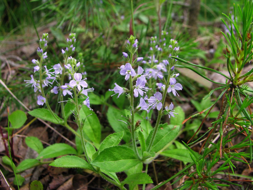 Image of Veronica officinalis specimen.