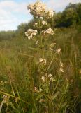 Galium boreale. Верхушка цветущего растения. Сахалинская обл., Охинский р-н; п-в Шмидта, пойма р. Пильво в среднем течении (выше впадения р. Славянка), луг. 16.07.2017.